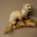 Marder Steinmarder Präparat Deko Höhe 44 cm Tierpräparat 89.5.261