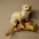 Marder Steinmarder Präparat Deko Höhe 44 cm Tierpräparat 89.5.261