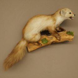 Marder Steinmarder Präparat Deko Höhe 44 cm Tierpräparat 89.5.261