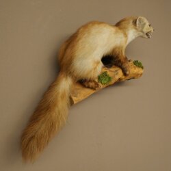Marder Steinmarder Präparat Deko Höhe 44 cm Tierpräparat 89.5.261