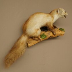 Marder Steinmarder Präparat Deko Höhe 44 cm Tierpräparat 89.5.261