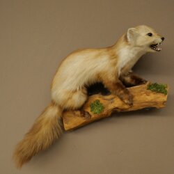 Marder Steinmarder Präparat Deko Höhe 44 cm Tierpräparat 89.5.261