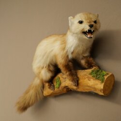 Marder Steinmarder Präparat Deko Höhe 44 cm Tierpräparat 89.5.261
