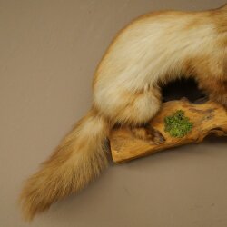 Marder Steinmarder Präparat Deko Höhe 44 cm Tierpräparat 89.5.261