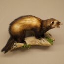 Taxidermie de putois, hauteur 23 cm, sur une branche,...