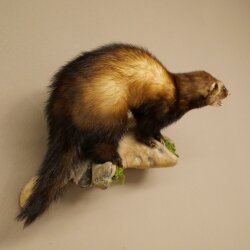 Polecat Taxidermy Specimen, Height 23 cm, on a Branch, Open Muzzle, Taxidermy Specimen 89.4.85