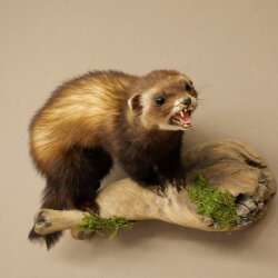 Polecat Taxidermy Specimen, Height 23 cm, on a Branch, Open Muzzle, Taxidermy Specimen 89.4.85