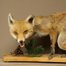 Renard roux, en position debout, renarde, en train de hurler, spécimen empaillé, trophée animalier, hauteur 34 cm, 89.8.206