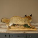 Renard roux, en position debout, renarde, en train de hurler, spécimen empaillé, trophée animalier, hauteur 34 cm, 89.8.206