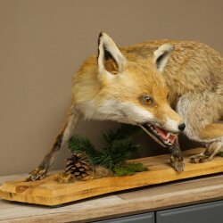 Renard roux, en position debout, renarde, en train de hurler, spécimen empaillé, trophée animalier, hauteur 34 cm, 89.8.206