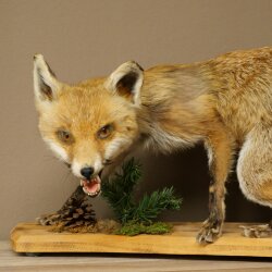 Renard roux, en position debout, renarde, en train de hurler, spécimen empaillé, trophée animalier, hauteur 34 cm, 89.8.206