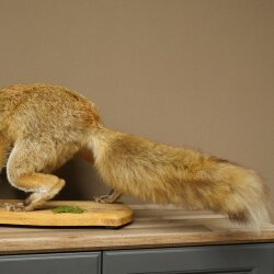 Renard roux, en position debout, renarde, en train de hurler, spécimen empaillé, trophée animalier, hauteur 34 cm, 89.8.206