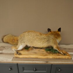 Renard roux, en position debout, renarde, en train de hurler, spécimen empaillé, trophée animalier, hauteur 34 cm, 89.8.206