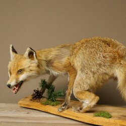Renard roux, en position debout, renarde, en train de hurler, spécimen empaillé, trophée animalier, hauteur 34 cm, 89.8.206