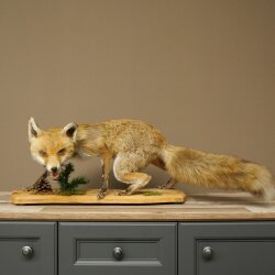 Renard roux, en position debout, renarde, en train de hurler, spécimen empaillé, trophée animalier, hauteur 34 cm, 89.8.206
