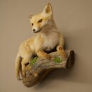 Fuchs Rotfuchs Jungfuchs liegend Präparat Tierpräparat Tiertrophäe Höhe 40 cm 89.8.207