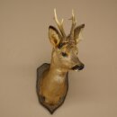Tête de chevreuil mâle, tête empaillée, épaules empaillées, hauteur 59 cm, bois de chevreuil mâle sur socle de trophée