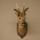Tête de chevreuil mâle, tête empaillée, épaules empaillées, hauteur 59 cm, bois de chevreuil mâle sur socle de trophée