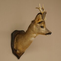 Tête de chevreuil mâle, tête empaillée, épaules empaillées, hauteur 59 cm, bois de chevreuil mâle sur socle de trophée