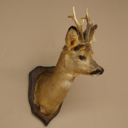 Tête de chevreuil mâle, tête empaillée, épaules empaillées, hauteur 59 cm, bois de chevreuil mâle sur socle de trophée
