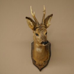 Tête de chevreuil mâle, tête empaillée, épaules empaillées, hauteur 59 cm, bois de chevreuil mâle sur socle de trophée