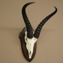 Springbock Antilope Trophäe Schädeltrophäe HL 31,5 cm auf Trophäenschild 88.6.113