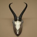 Springbock Antilope Trophäe Schädeltrophäe HL 31,5 cm auf Trophäenschild 88.6.113