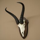 Springbock Antilope Trophäe Schädeltrophäe HL 31,5 cm auf Trophäenschild 88.6.113