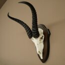 Springbock Antilope Trophäe Schädeltrophäe HL 31,5 cm auf Trophäenschild 88.6.113