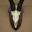 Springbock Antilope Trophäe Schädeltrophäe HL 31,5 cm auf Trophäenschild 88.6.113