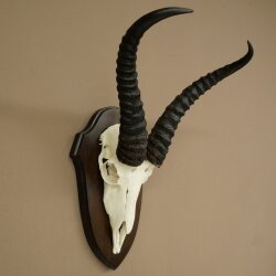 Springbock Antilope Trophäe Schädeltrophäe HL 31,5 cm auf Trophäenschild 88.6.113