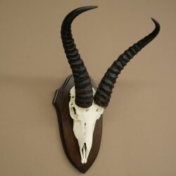 Springbock Antilope Trophäe Schädeltrophäe HL 31,5 cm auf Trophäenschild 88.6.113