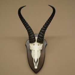 Springbock Antilope Trophäe Schädeltrophäe HL 31,5 cm auf Trophäenschild 88.6.113