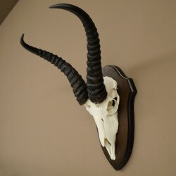Springbock Antilope Trophäe Schädeltrophäe HL 31,5 cm auf Trophäenschild 88.6.113