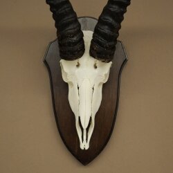 Springbock Antilope Trophäe Schädeltrophäe HL 31,5 cm auf Trophäenschild 88.6.113