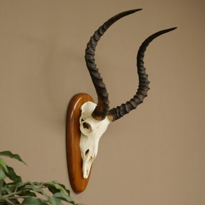 Impala Antelope (Aepyceros) Skull Trophy, Height 55 cm, Trophy Plate 88.4.76
