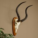 Trophée de crâne dantilope impala...