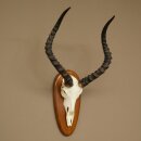 Trophée de crâne dantilope impala...