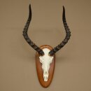 Impala Antelope (Aepyceros) Skull Trophy, Height 55 cm, Trophy Plate 88.4.76