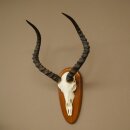 Impala Antelope (Aepyceros) Skull Trophy, Height 55 cm, Trophy Plate 88.4.76