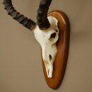 Impala Antelope (Aepyceros) Skull Trophy, Height 55 cm, Trophy Plate 88.4.76
