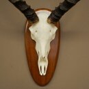 Impala Antelope (Aepyceros) Skull Trophy, Height 55 cm, Trophy Plate 88.4.76