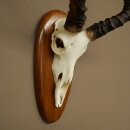 Impala Antelope (Aepyceros) Skull Trophy, Height 55 cm, Trophy Plate 88.4.76