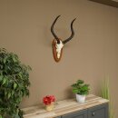 Impala Antelope (Aepyceros) Skull Trophy, Height 55 cm, Trophy Plate 88.4.76