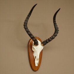 Impala Antelope (Aepyceros) Skull Trophy, Height 55 cm, Trophy Plate 88.4.76