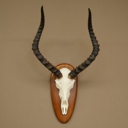 Impala Antelope (Aepyceros) Skull Trophy, Height 55 cm, Trophy Plate 88.4.76