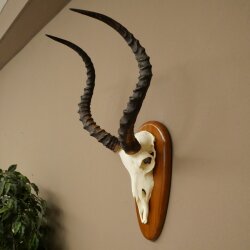 Impala Antelope (Aepyceros) Skull Trophy, Height 55 cm, Trophy Plate 88.4.76