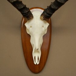 Impala Antelope (Aepyceros) Skull Trophy, Height 55 cm, Trophy Plate 88.4.76