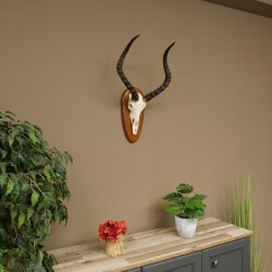 Impala Antelope (Aepyceros) Skull Trophy, Height 55 cm, Trophy Plate 88.4.76