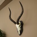 Trophée de crâne dantilope impala...